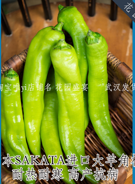 母猪！日本坂田SAKATA大羊角椒种子甜脆/微辣型 辣椒甜椒高产抗病