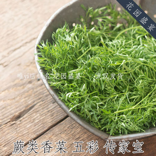 传家宝蕨类香菜 五彩 进口蔬菜种子 盆栽地栽 可留种 食用幼叶