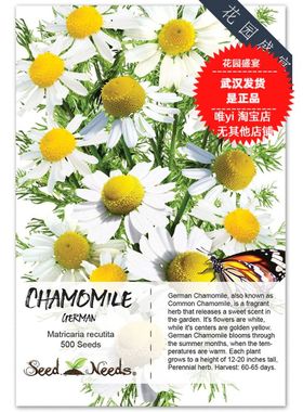 有机德国洋甘菊种子30粒+German Chamomile 美国传家宝进口 H3