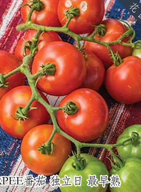 3粒F1 高产早熟番茄种子独立日 burpee 新手推荐