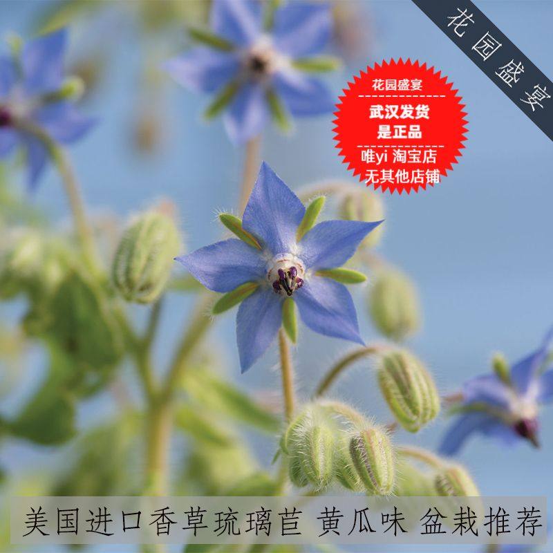 有机推荐琉璃苣黄瓜味香草种子图片
