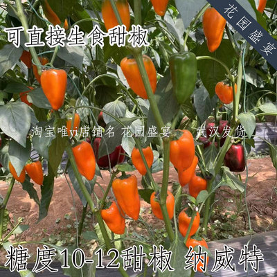 花园盛宴甜椒种子纳威特