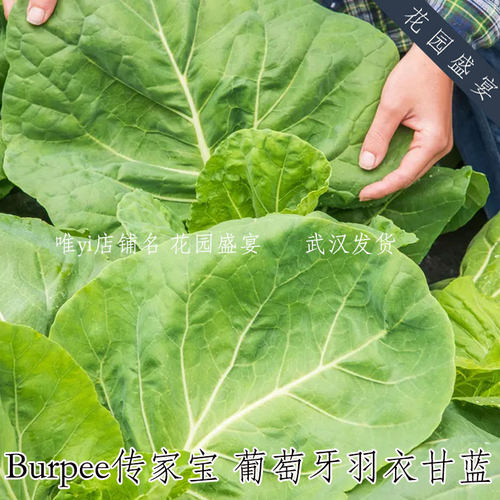 传家宝Burpee巨型嫩叶葡萄牙羽衣甘蓝 进口蔬菜种子 可留种