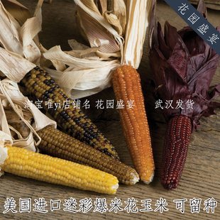 可留种迷你彩色爆米花玉米种子8粒美国进口菜种易种植
