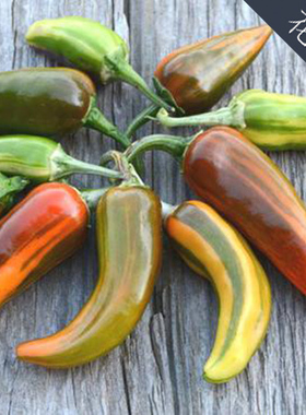 4粒传家宝彩色条纹辣椒鱼种子burpee可留种 此品种包发芽