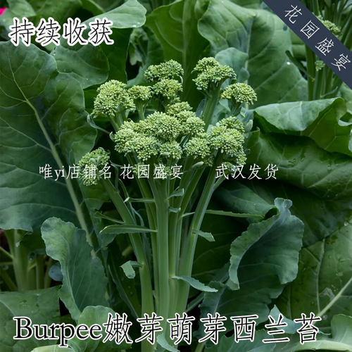 F1嫩芽萌芽西兰苔种子 持续高产 Burpee进口蔬菜种子