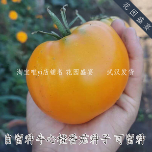 自留种牛心橙番茄种子10粒适合盆栽可留种甜糯矮生