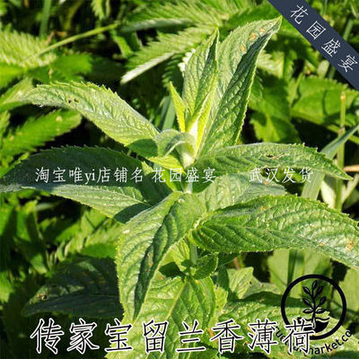 花园盛宴留兰香薄荷传家宝