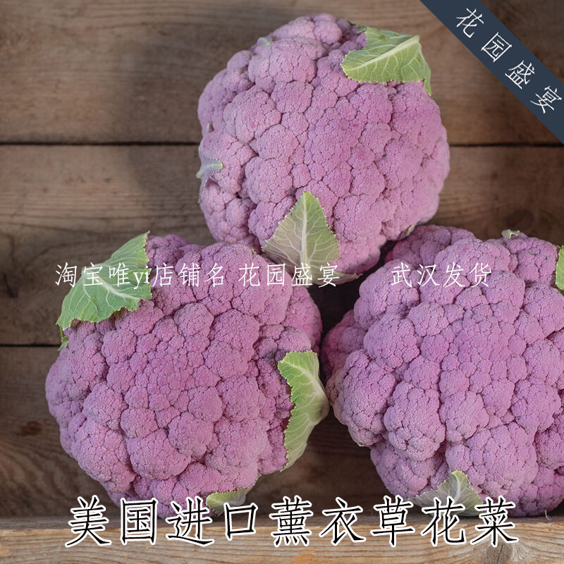 花园盛宴彩色花菜薰衣草