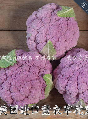 F1 5粒进口大型彩色花椰菜薰衣草种子 紫色花菜 耐热抗病