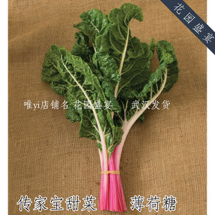 彩色条纹瑞士甜菜 薄荷糖 进口蔬菜种子 可留种 牛皮菜唐莴苣