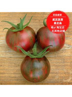 沙瓤！可留种可盆栽甜番茄黑色展览会4粒传家宝纪念款可留种 A50