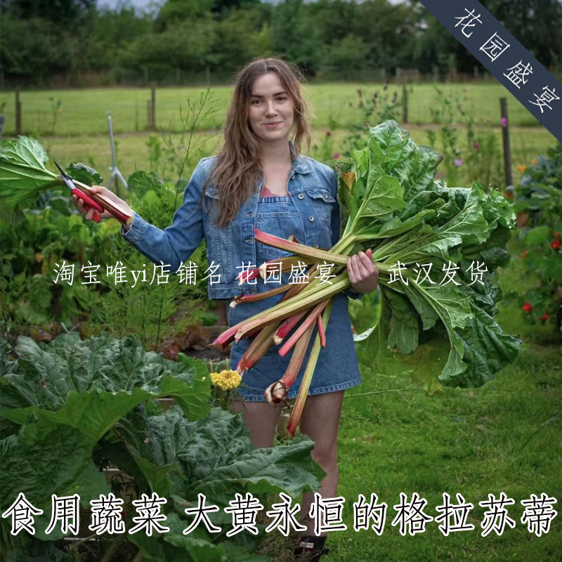 稀有大黄种子食用蔬菜沙拉格拉苏蒂传家宝可盆栽可留种多年生