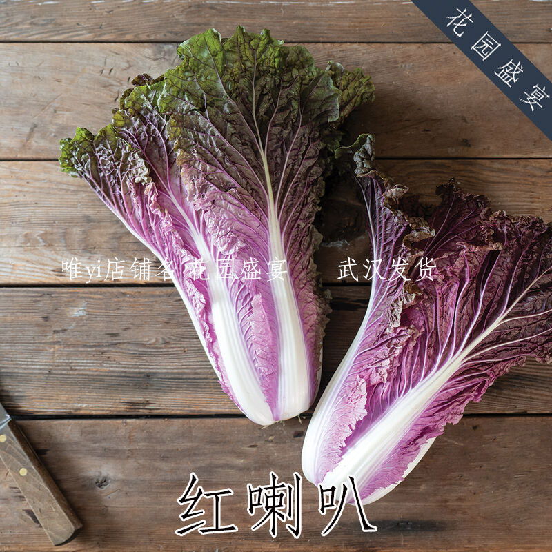 美国进口彩色大白菜种子红喇叭盆栽地栽沙拉熟食图片