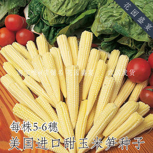 20-25粒可留种甜玉米笋小玉米种子高产5-6穗易种植传家宝
