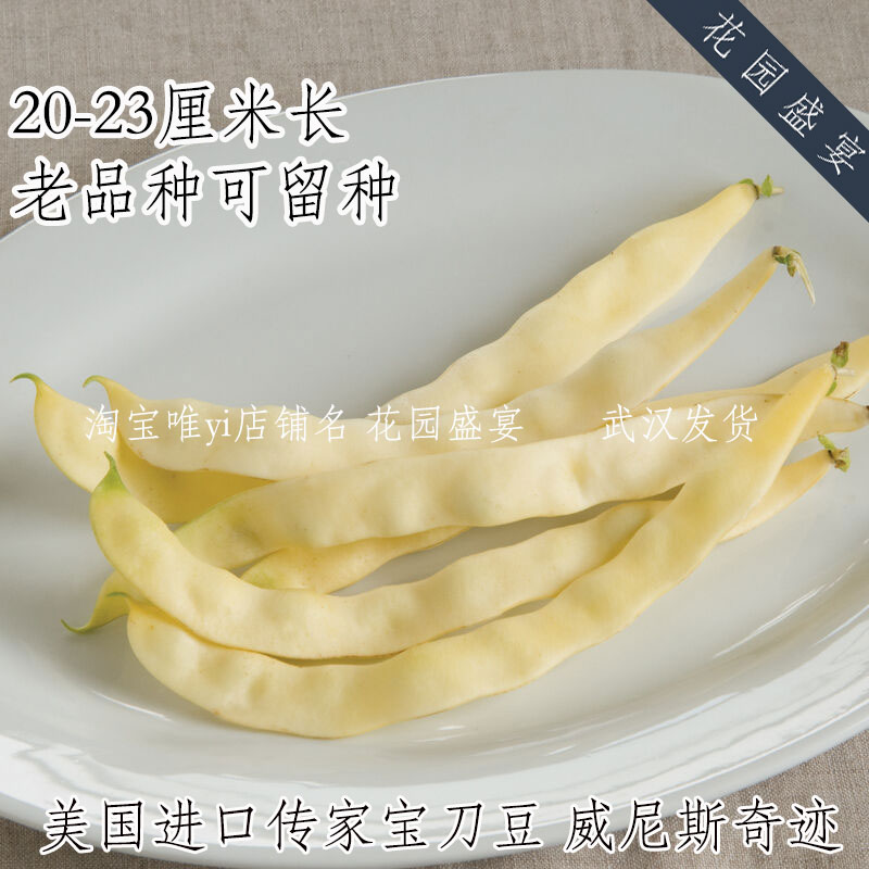 母猪！可留种意大利传家宝威尼斯奇迹黄刀豆四季豆种子高产美味