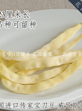 母猪！可留种意大利传家宝威尼斯奇迹黄刀豆四季豆种子高产美味