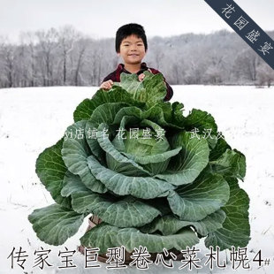 传家宝巨型卷心菜札幌4号种子包菜圆白菜可留种200年历史可留种