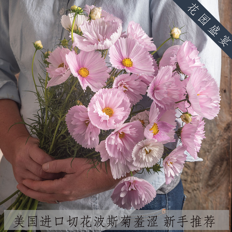 盆栽可留种切花波斯菊种子纸杯蛋糕羞涩/白色美国进口格桑易种植