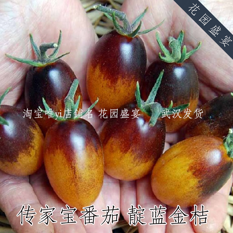买1送1 共12粒种子传家宝番茄靛蓝金桔可留种 A3