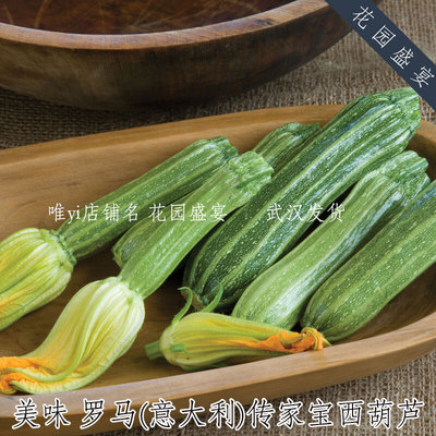 传家宝美味罗马意大利西葫芦 进口蔬菜种子 可采雌果 可留种