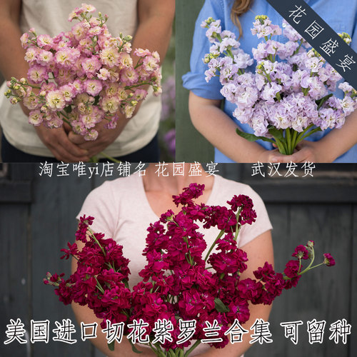 紫罗兰宝石质量怎么样 紫罗兰宝石口碑怎么样 小麦优选