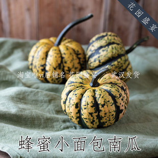 F1 高产甜蜂蜜小面包南瓜种子3粒 新品种 抗白粉 进口蔬菜种子