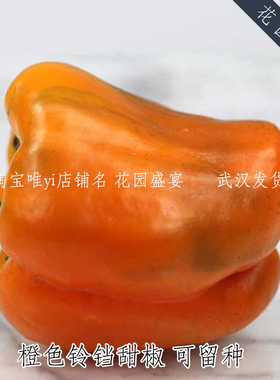 买1送1可留种红色橙色铃铛甜椒种子美国传家宝进口可盆栽辣椒种子