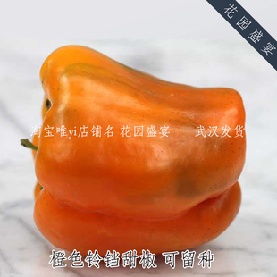 买1送1可留种红色橙色铃铛甜椒种子美国传家宝进口可盆栽辣椒种子
