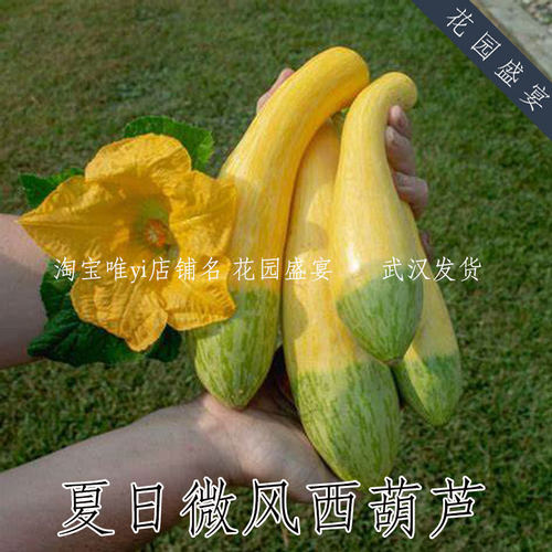 花园盛宴夏日微风西葫芦