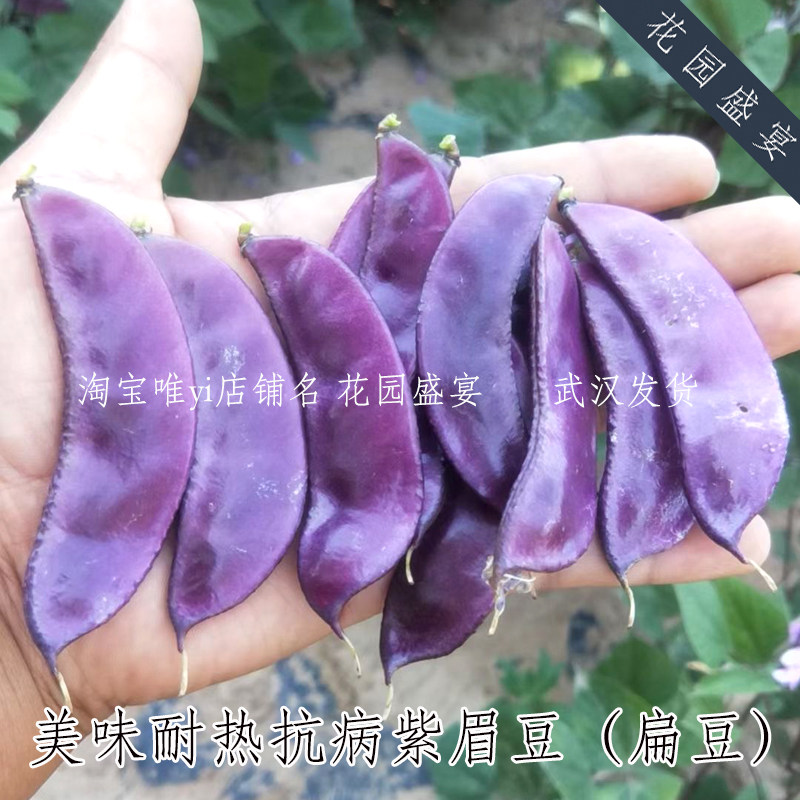 摘不完耐热高产抗病紫眉豆紫扁豆种子20粒