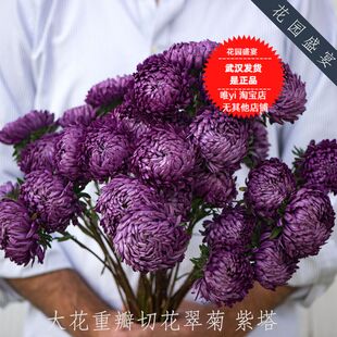 买1 送1 大花重瓣切花翠菊种子 紫塔共20粒 美国原装进口