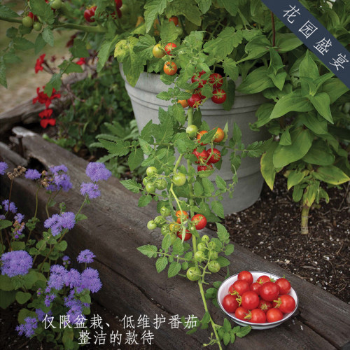 花园盛宴矮番茄甜番茄盆栽