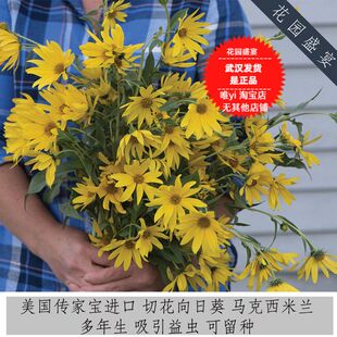 可留种多年生切花向日葵50粒种子 马克西米兰 美国传家宝