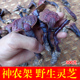 神农架纯野生赤灵林芝红芝血灵芝整只正品 天然可打磨粉特级500克