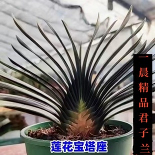 东北精品君子兰莲花宝塔座君子兰小苗麻脸油匠短叶盆栽绿植物花卉