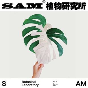 陰陽(yáng)龜背竹 SAM植物研究所 白錦龜背竹 花葉龜背竹 進(jìn)口盆栽綠植