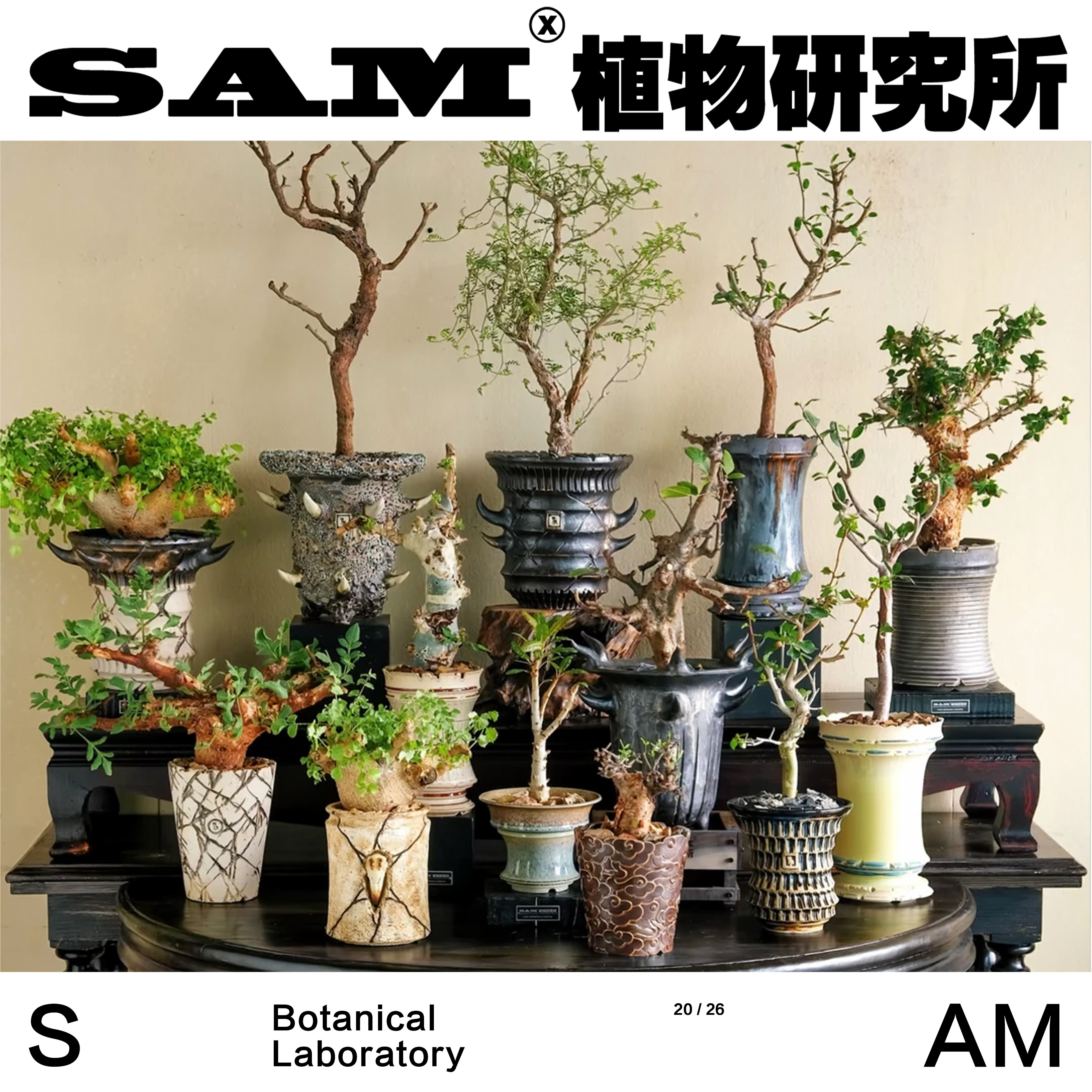实生橄榄合辑一物一拍新手裂榄没药乳香网红植物芳香家居潮流块根