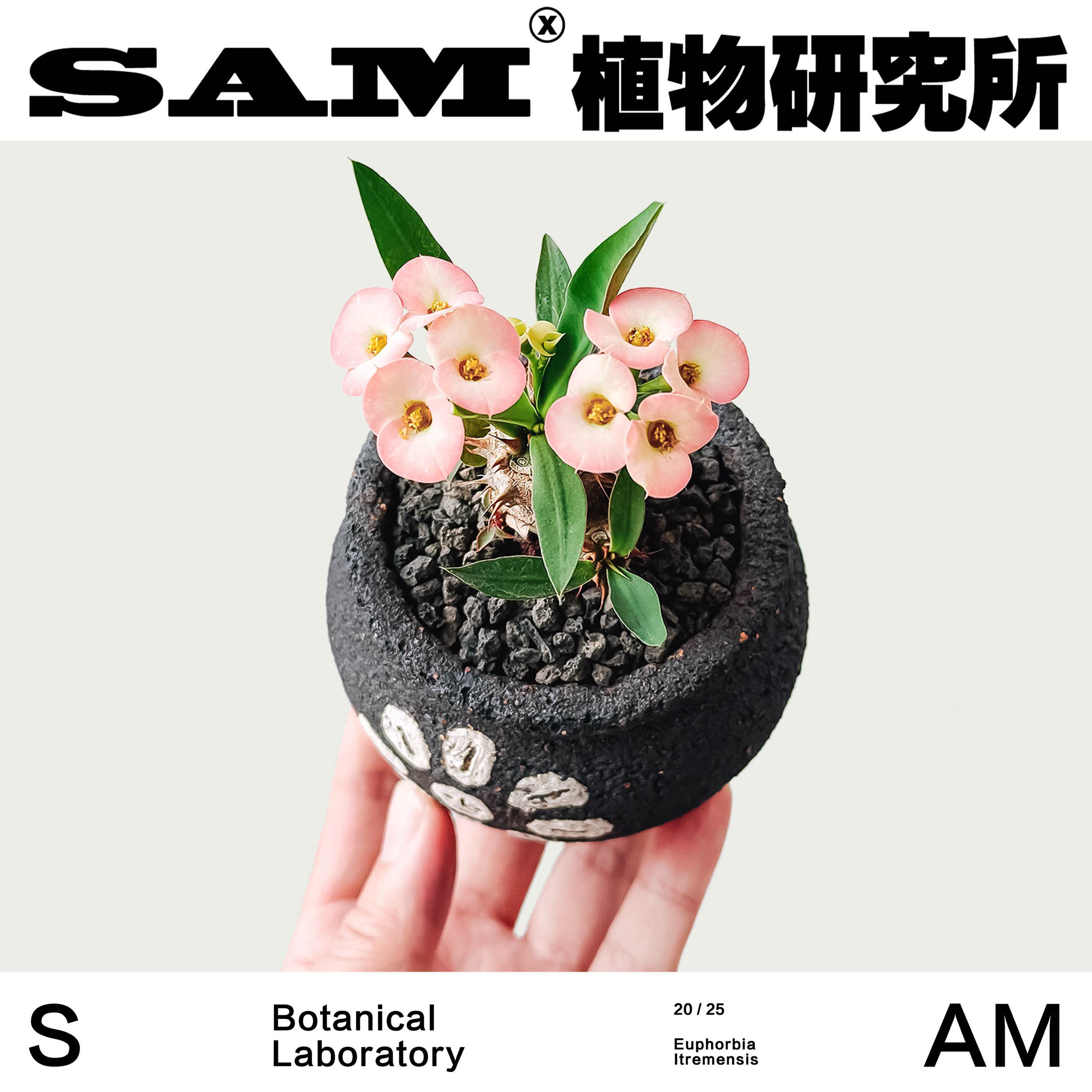 美花大戟小众开花植物潮流ins块根植物家居阳台绿植懒人好养礼物