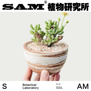 卡拉菲厚敦菊 块根沙生植物盆栽家居阳台花园秋冬绿植 一物一拍