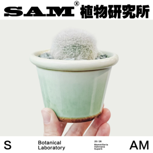 雪猿/桌面小众仙人球/网红沙生植物/室内家居易养护/耐干耐旱礼物