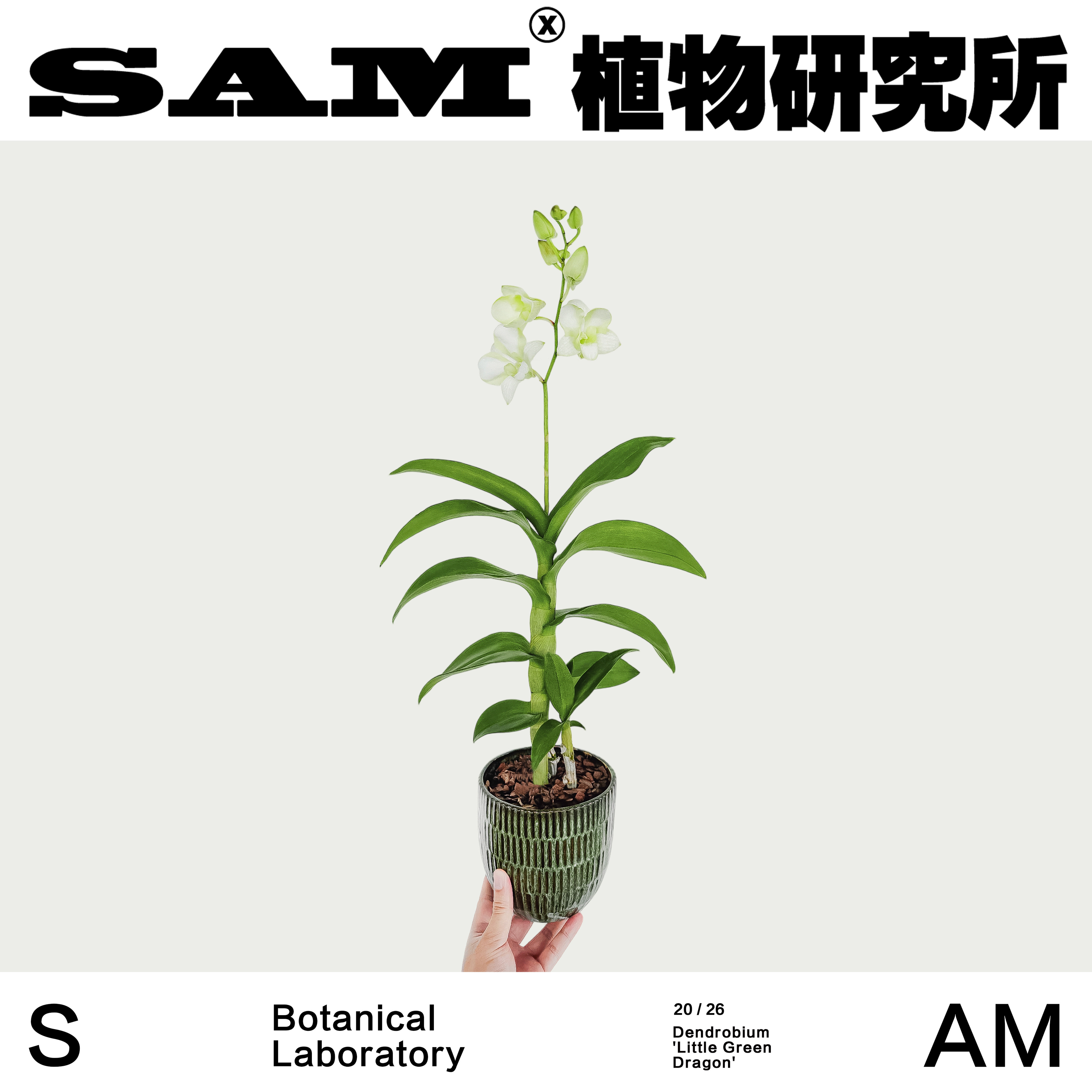 小青龙石斛兰芳香网红开花植物INS绿植福兔抱抱桶花易养护花卉