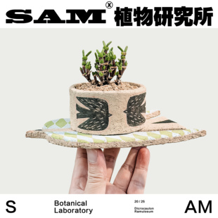 枝干兔子/潮流块根/网红植物/室内易养护桌面办公室绿植盆栽礼物