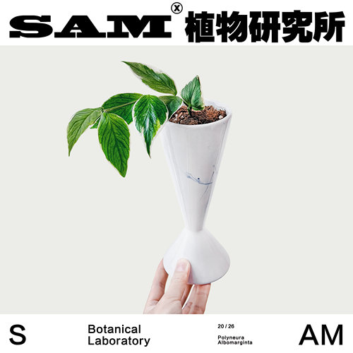 鱼尾外锦球兰网红植物办公桌INS绿植耐阴室内家居花园易养护盆栽