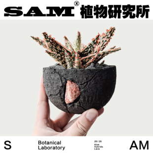 熔岩芦荟耐干旱小众ins块根潮流植物彩色家居阳台花园室内易养护