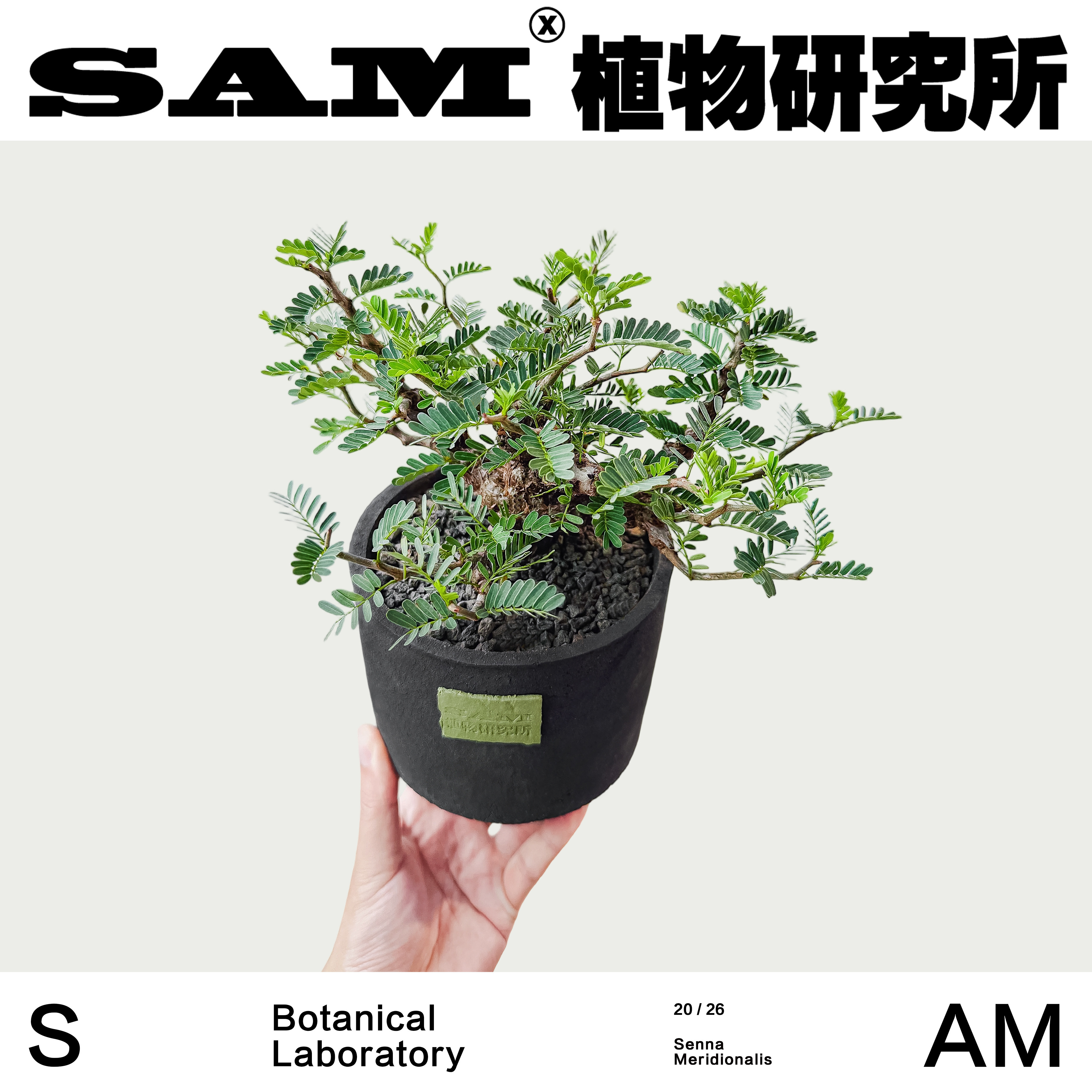 沙漠苏木小众块根新手好养高颜值家居盆栽绿植阳台花园植选礼物
