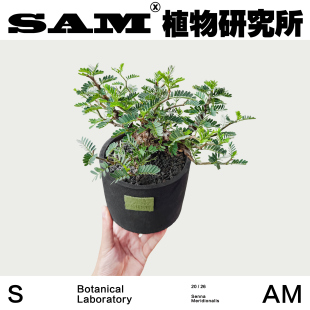 沙漠苏木小众块根新手好养高颜值家居盆栽绿植阳台花园植选礼物