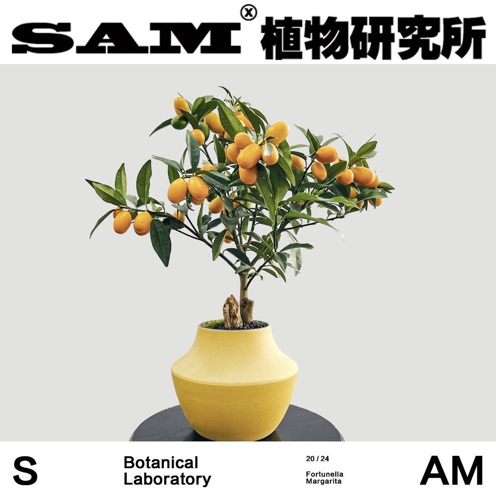 寿金桔盆栽/一物一拍/年宵花/网红绿植/INS/喜光易养护盆栽/礼物,鲜花速递/花卉仿真/绿植园艺,绿植,淘宝优惠券,粉丝福利购,淘宝优惠卷