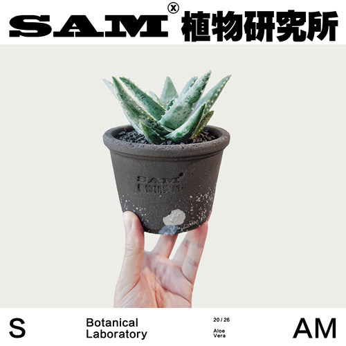 兰斯芦荟耐晒耐旱块根植物潮流块根室内办公室桌面网红绿植礼物