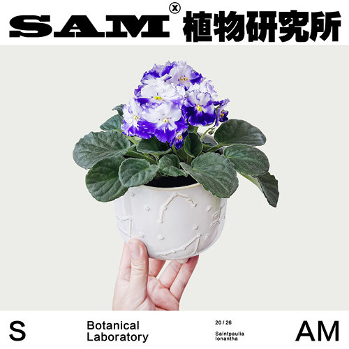 非洲堇一物一拍网红开花观叶观花植物绿植室内办公室阳台易养护